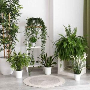 indoor plants