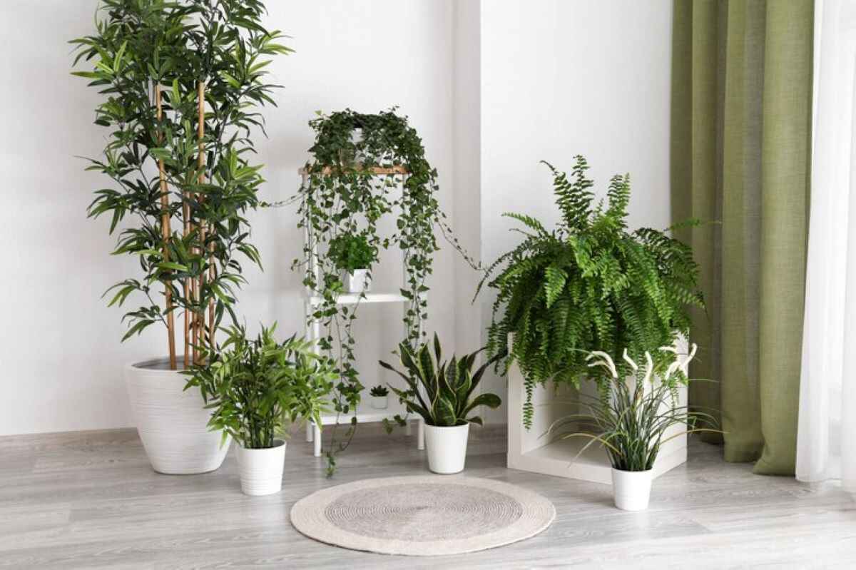 indoor plants