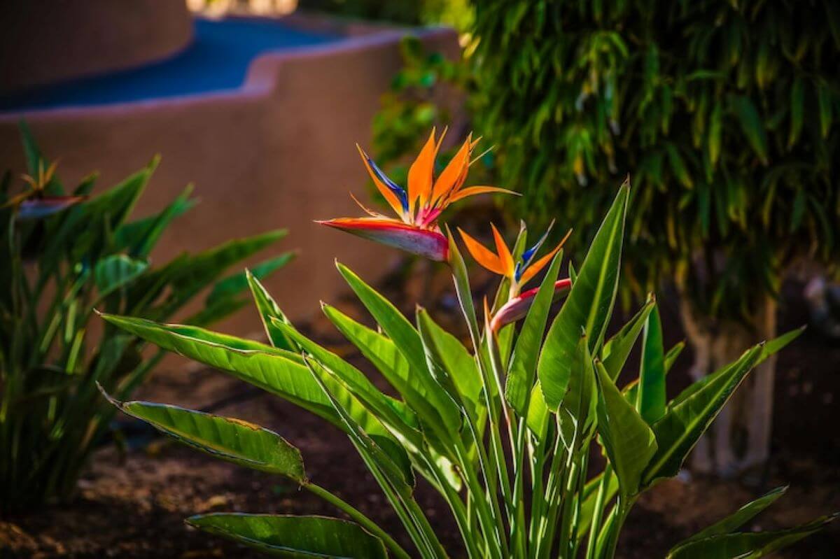 bird of paradise(homeparadis.com)