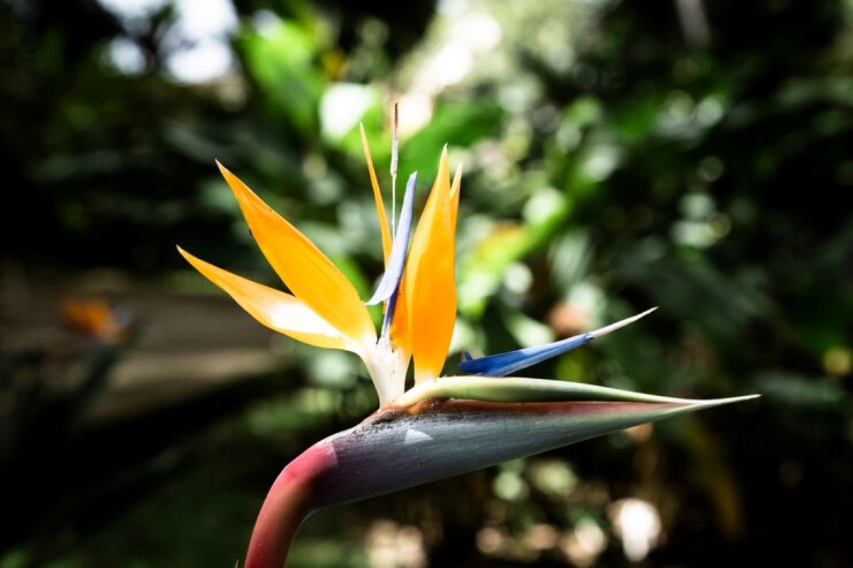 bird of paradise(homeparadis.com)