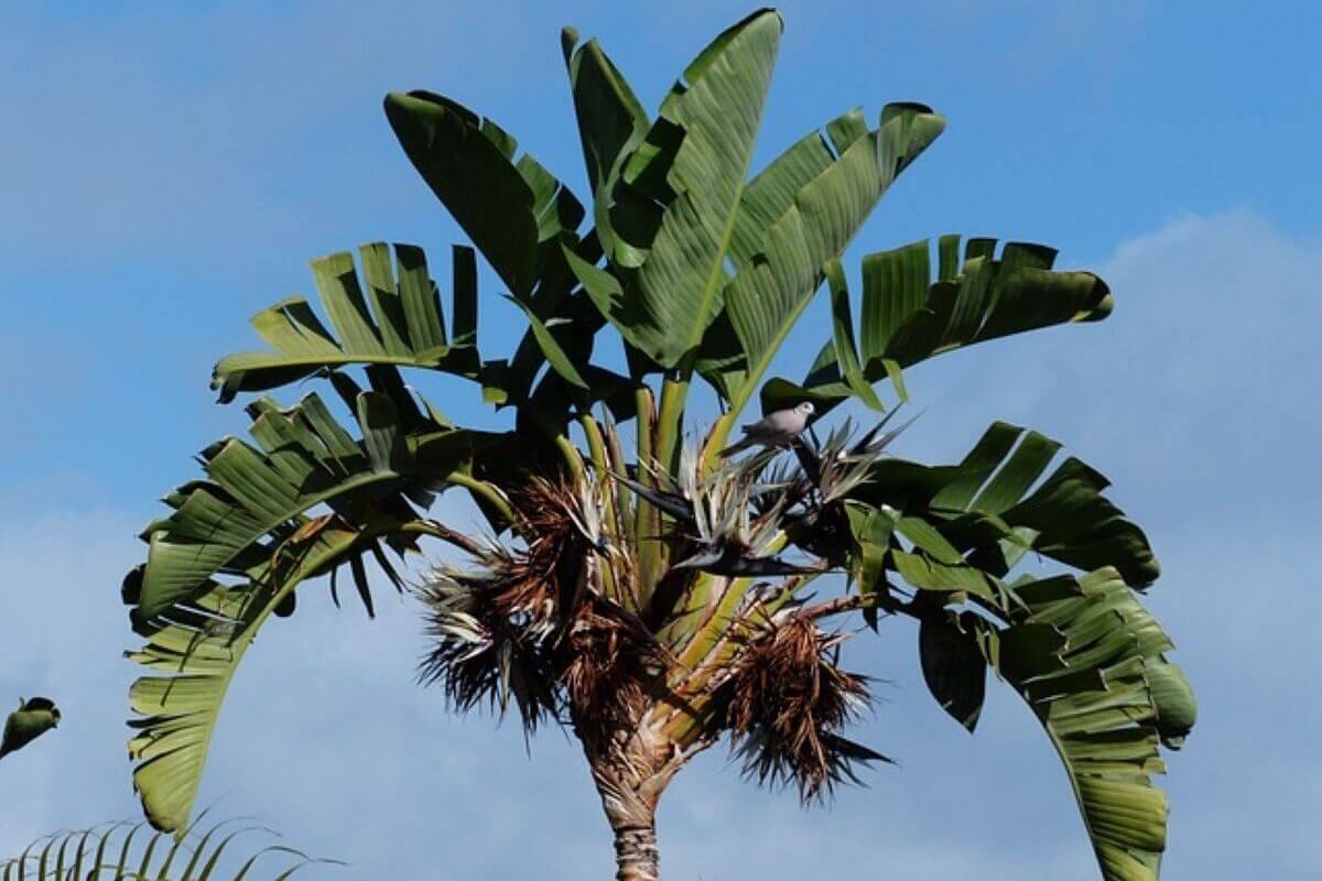 bird of paradise(homeparadis.com)