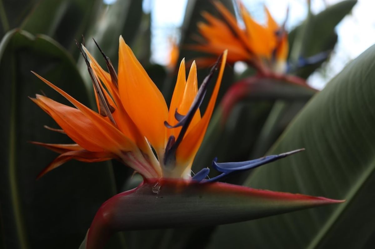 bird of paradise(homeparadis.com)