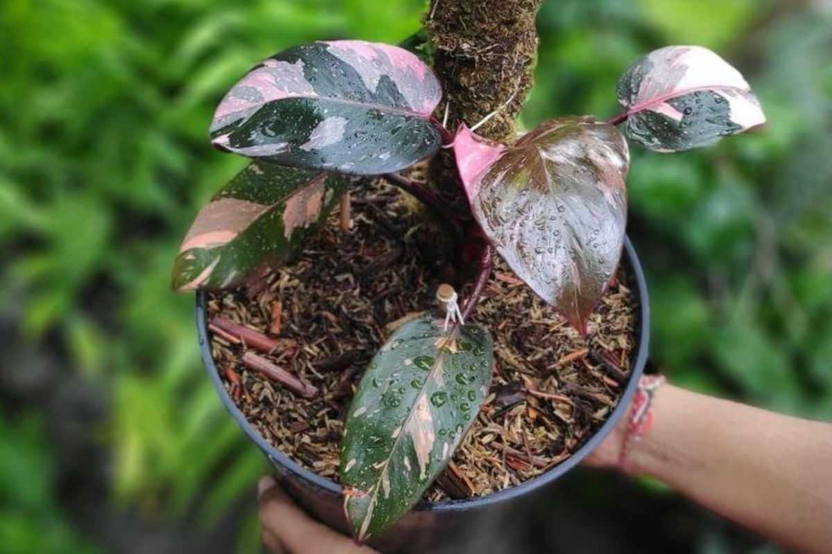 Pink princess philodendron (homeparadis.com)