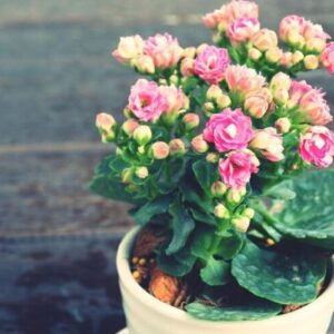 Kalanchoe(homeparadis.com)