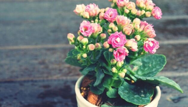 Kalanchoe(homeparadis.com)