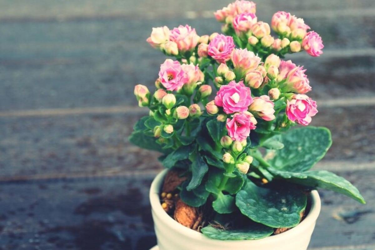 Kalanchoe(homeparadis.com)