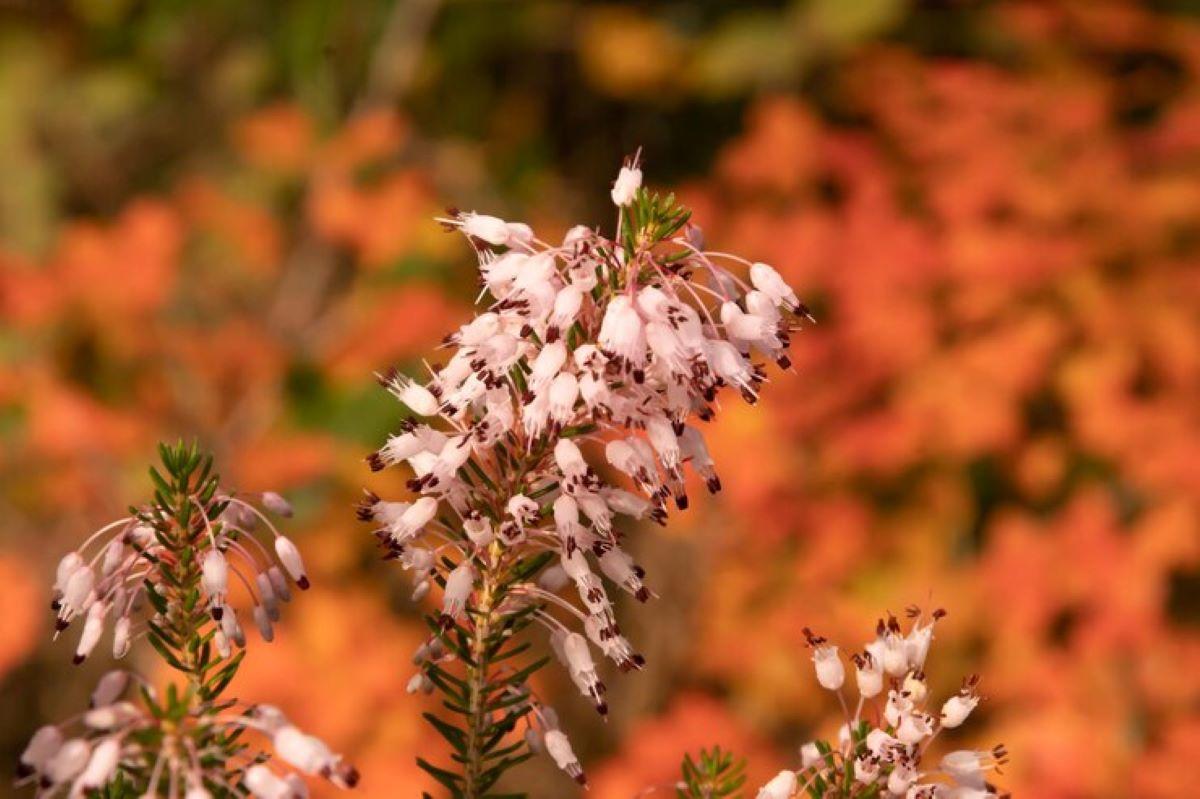 fall flowers (homeparadis.com)