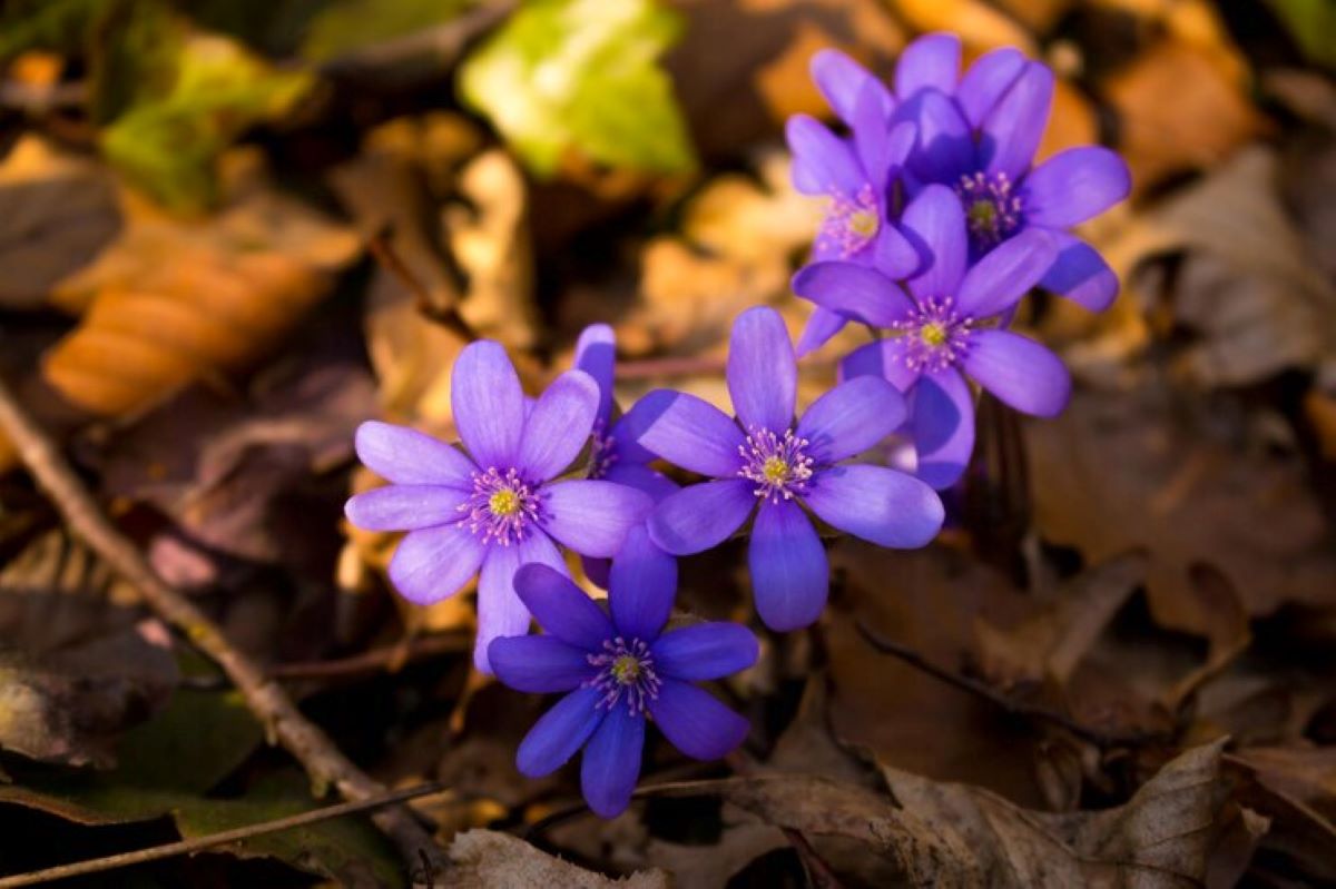 fall flowers (homeparadis.com)