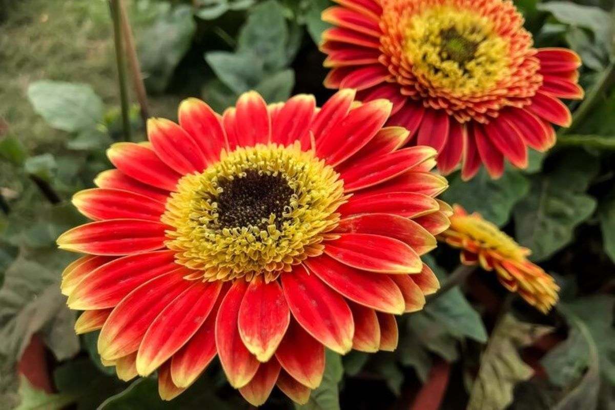 fall flowers (homeparadis.com)